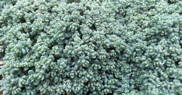 Sedum (L) dasyphyllum