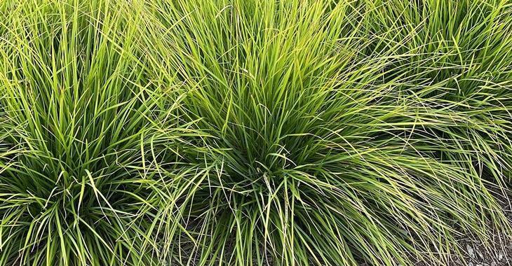 Sesleria 'Greenlee'