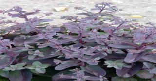 Sedum (H) 'Karfunkelstein'