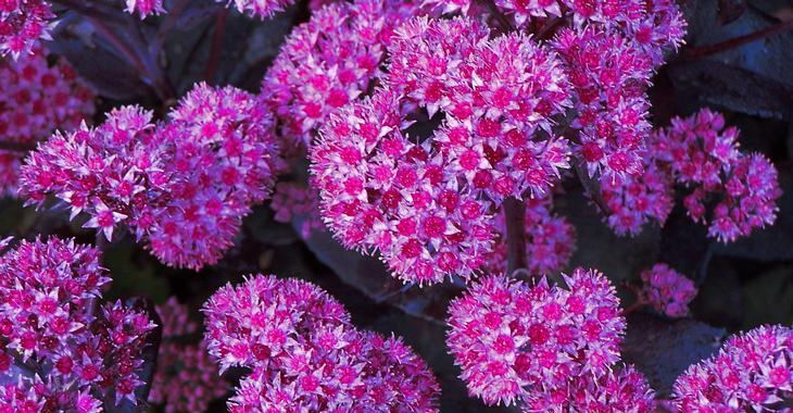 Sedum (H) 'Oriental Dancer'