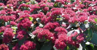 Sedum (H) 'Red Cauli'