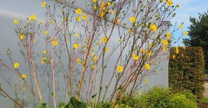 Silphium terebinthinaceum JS® 'Moa Ven Toh'