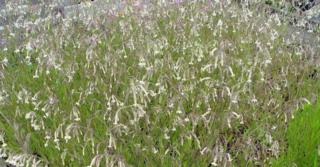 Silene nutans