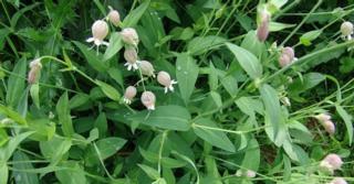 Silene vulgaris