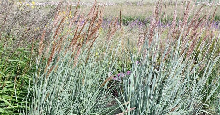 Sorghastrum nutans 'JS Michelito' PBR