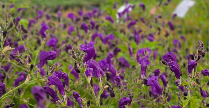 Strobilanthes atropurpureus
