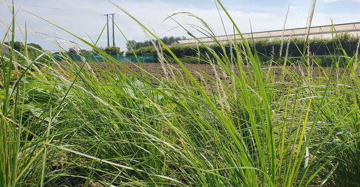 Stipa pulcherrima