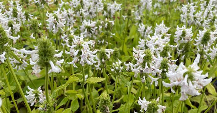 Stachys monieri 'Summer Snowcone'