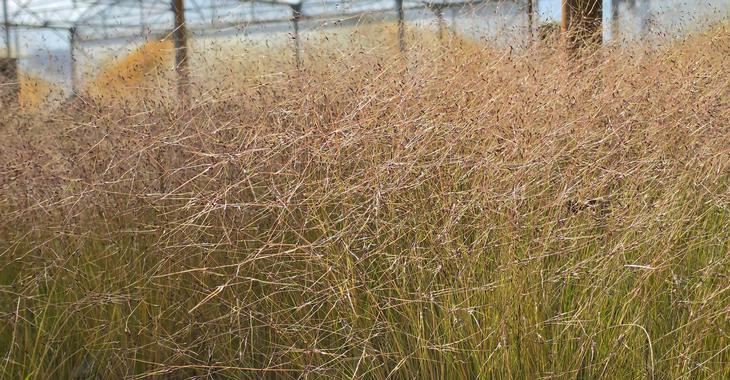 Stipa trichotoma