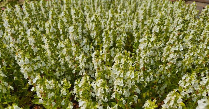 Teucrium chamaedrys 'Album'