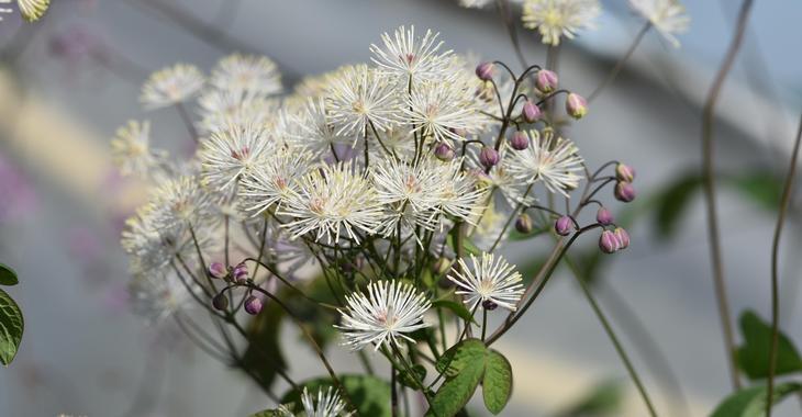Thalictrum petaloideum 'Ghent Ebony' PBR