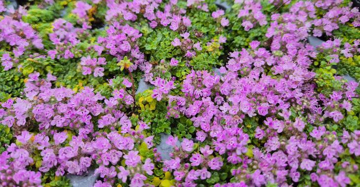 Thymus praecox 'Minor'