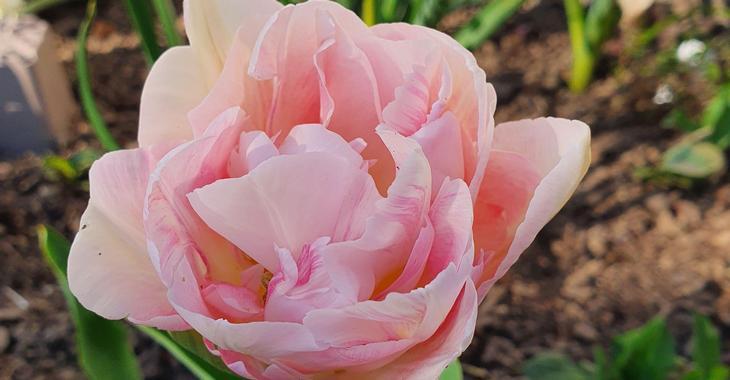 Tulipa 'Angélique' LOS