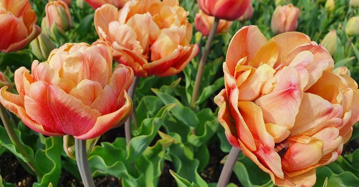 Tulipa 'Belle Epoque'
