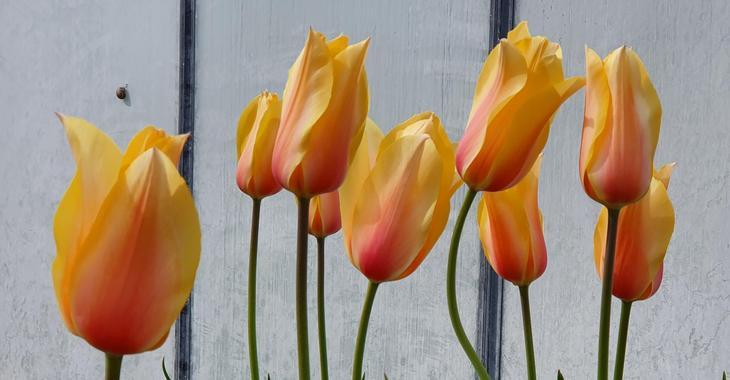Tulipa 'Blushing Lady' LOS