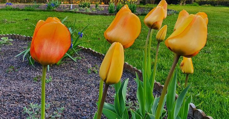 Tulipa 'Beauty of Apeldoorn' LOS