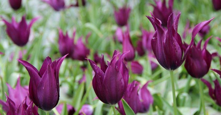 Tulipa 'Burgundy'