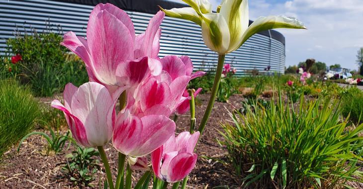 Tulipa 'Candy Club'