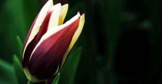 Tulipa 'Chansonnette'