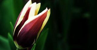 Tulipa 'Chansonnette' LOS