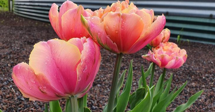 Tulipa 'Copper Image'