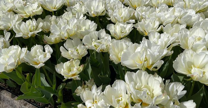 Tulipa 'Exotic Emperor' LOS