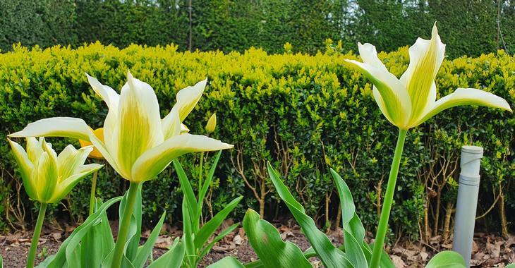 Tulipa 'Greenstar'LOS