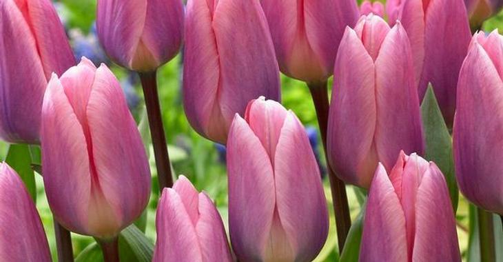 Tulipa 'Light and Dreamy' LOS