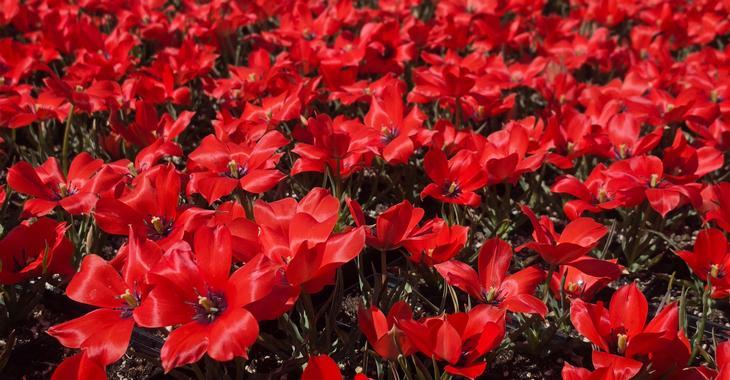 Tulipa linifolia LOS