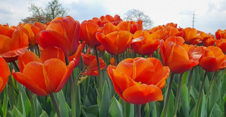 Tulipa 'Malaika'