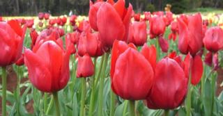 Tulipa 'Parade' LOS