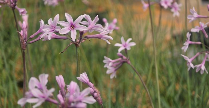Tulbaghia violacea 'Purple Eye' ®
