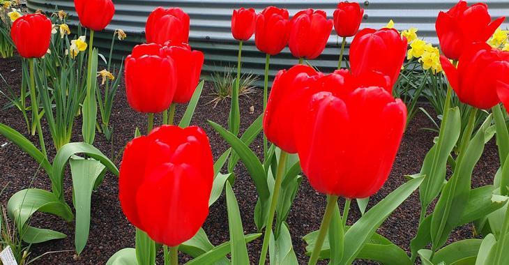 Tulipa 'Red Impression' LOS