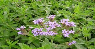 Verbena b. 'Bonnie Blue'