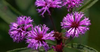 Vernonia noveboracensis