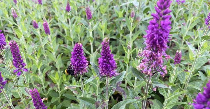 Veronica spicata PURPLEGUM CANDLES ®