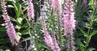 Veronica longifolia 'Pink Damask'