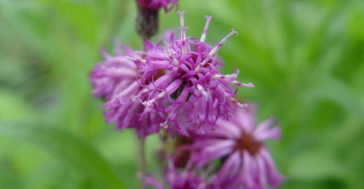 Vernonia crinita JS® 'Betty Blindeman'
