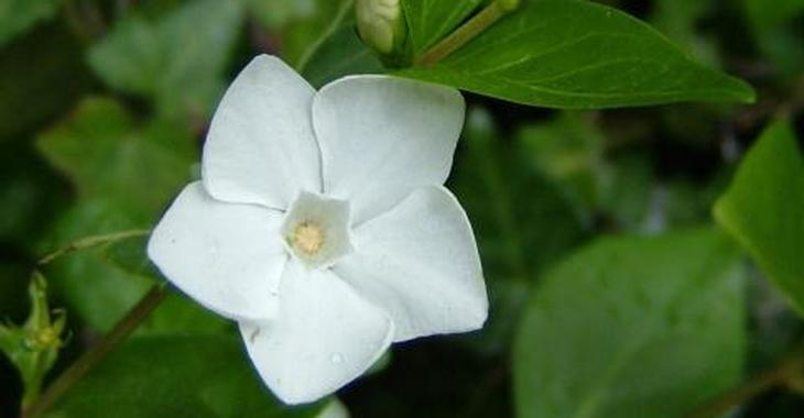 Vinca major 'Alba'