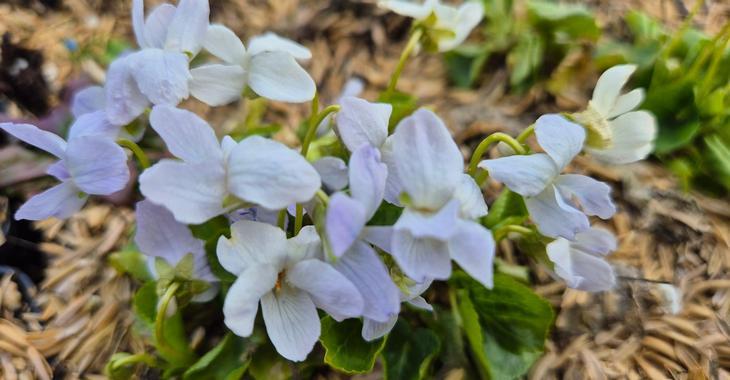 Viola odorata 'Reine des Neiges'