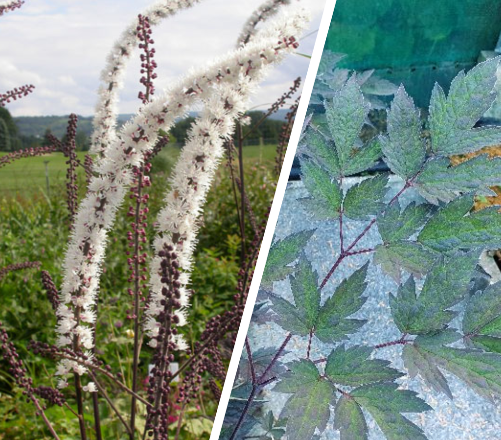 Foto: Actaea simplex 'Brunette' (linker foto – jonge plant, rechter foto – volwassen bloemaar)