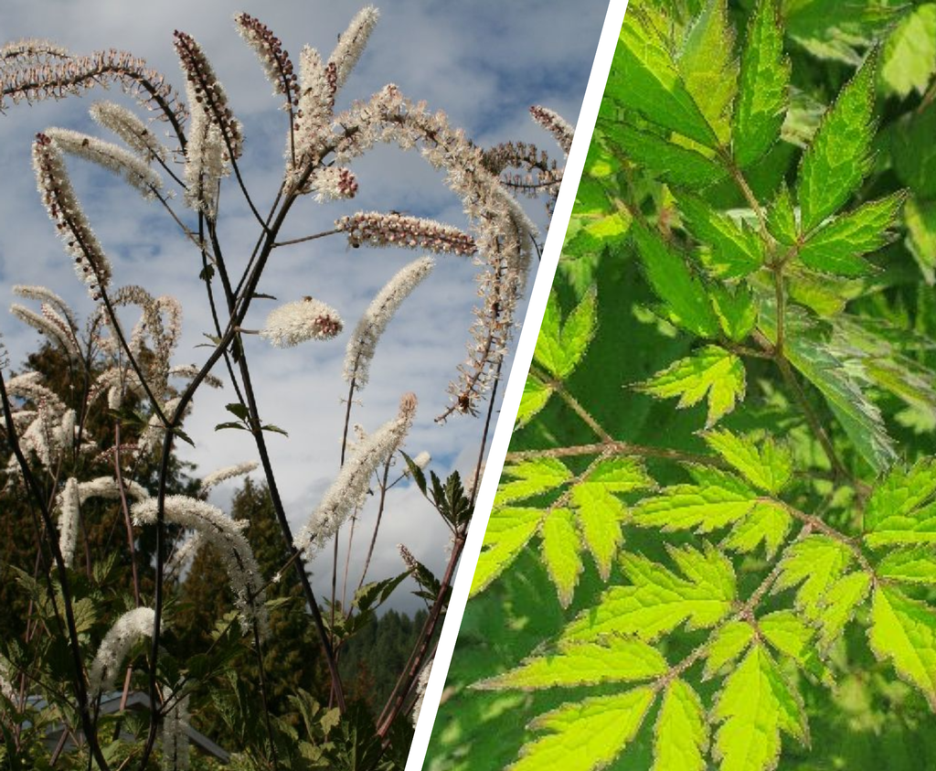 Foto: Actaea simplex 'Atropurpurea' (linker foto – jonge plant, rechter foto – volwassen plant)