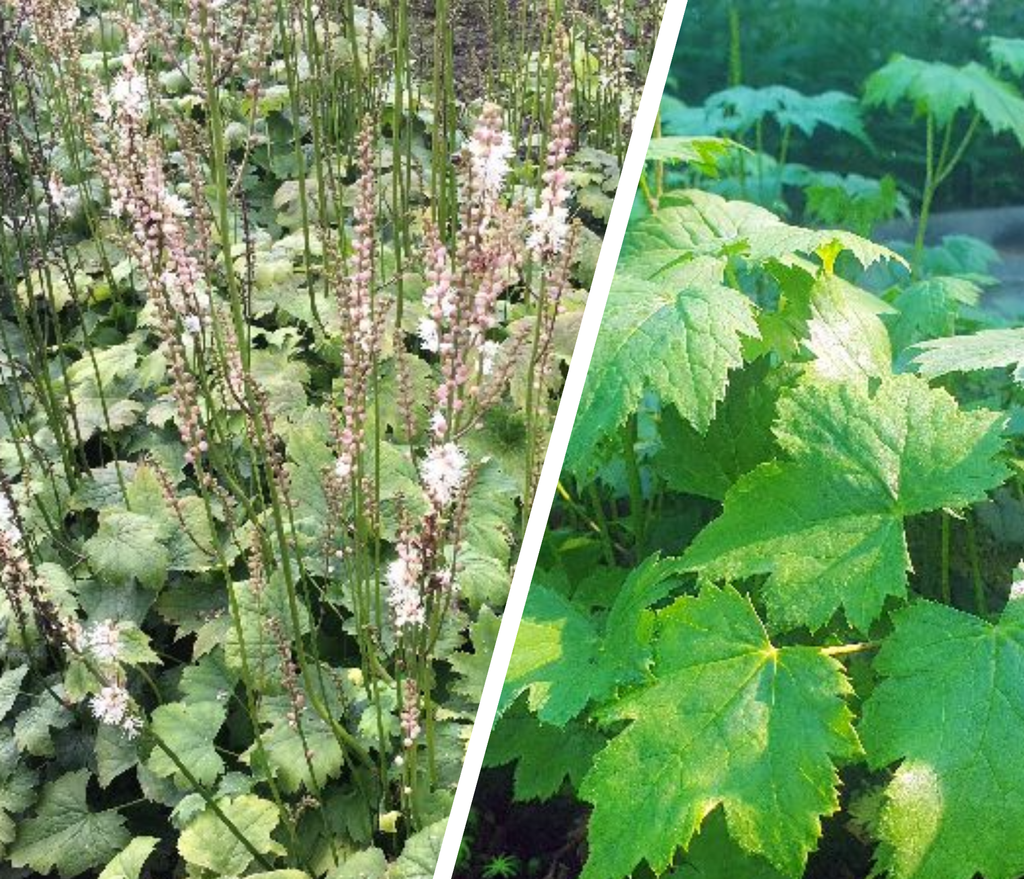 Foto: Actaea japonica 'Cheju-do' (linker foto – jonge plant, rechter foto – volwassen plant)