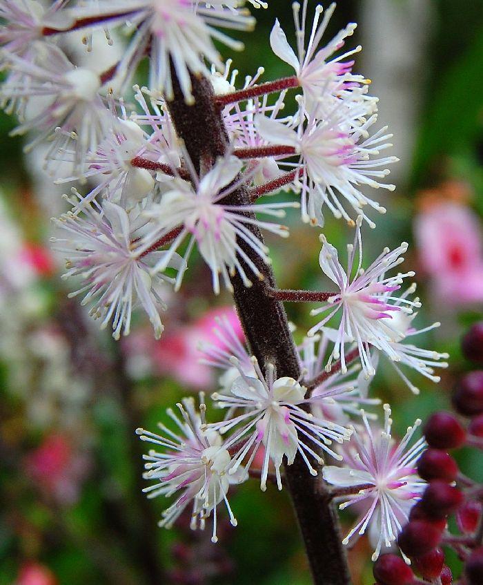 Foto: Actaea simplex 'Pink Spike' 