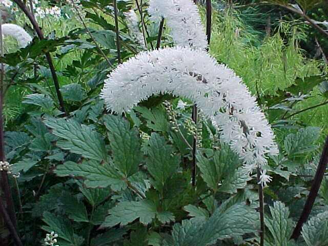 Foto: Actaea ‘White Pearl’