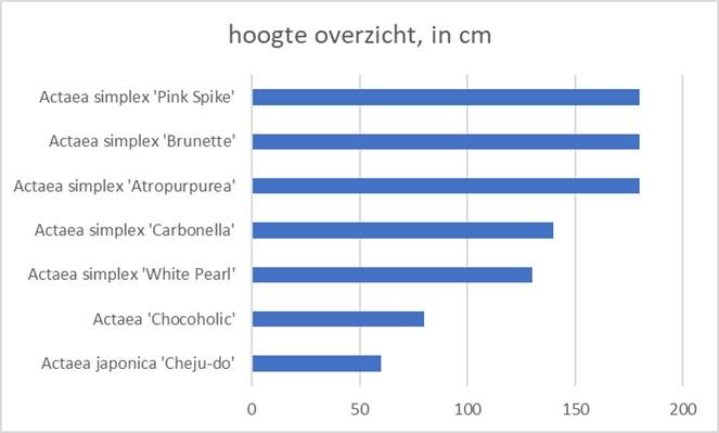 Foto: hier is een overzicht van de hoogte van de actaea in ons assortiment