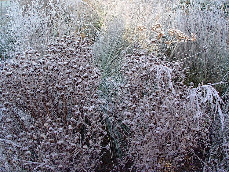 bezig Hedendaags Drastisch Tip van de Maand - Jouw vaste planten 'winterklaar'! op vasteplant.be